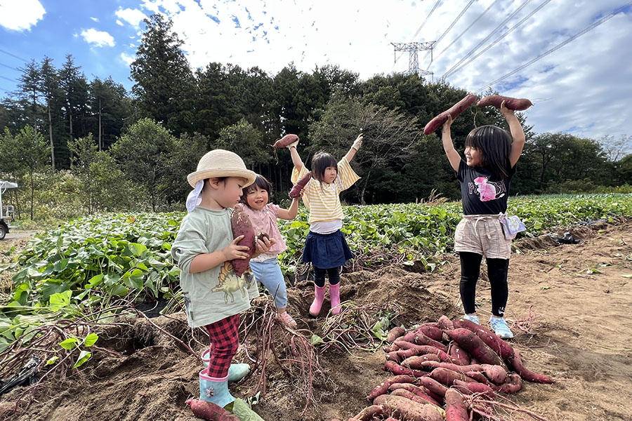 ロハスファームでさつまいもを収穫する子どもたち