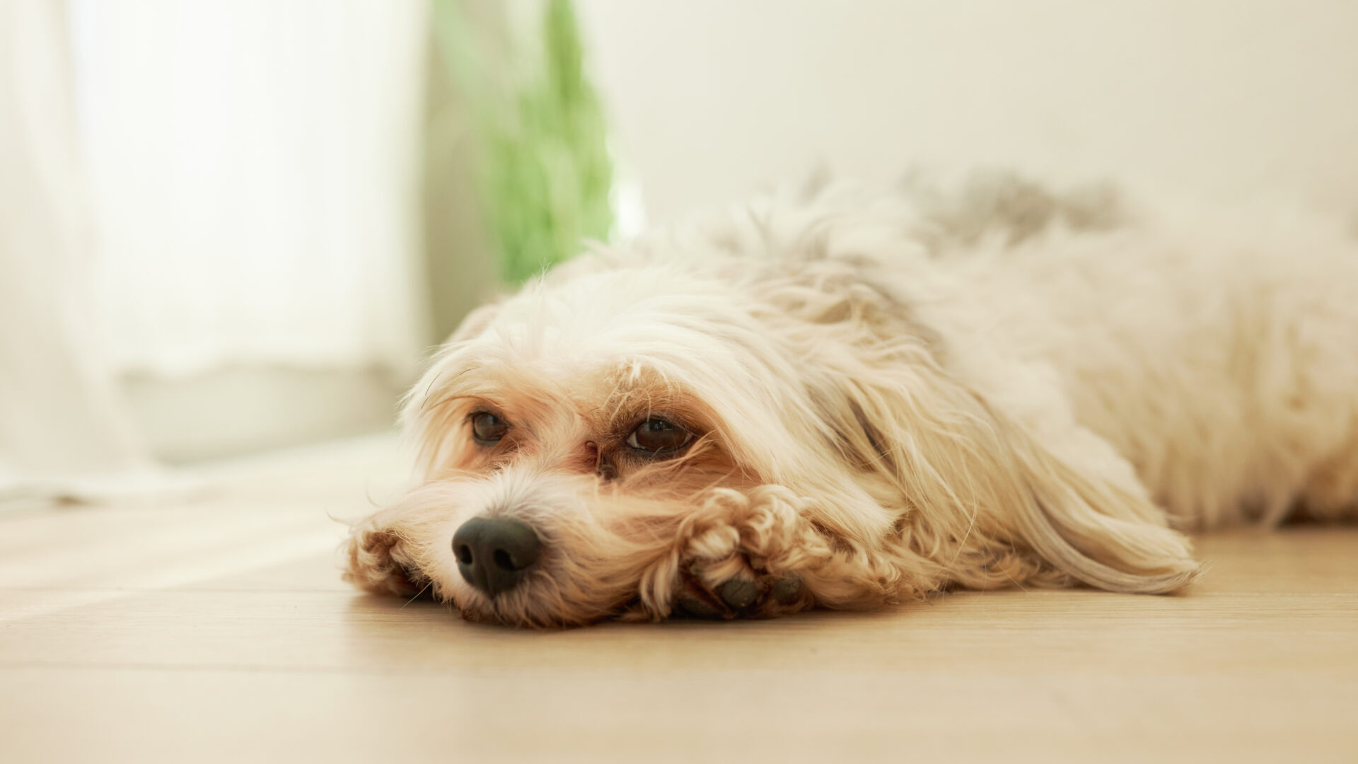 愛犬が骨折・がんになったら・・・？　ペット保険の必要性と種類、選び方をご紹介