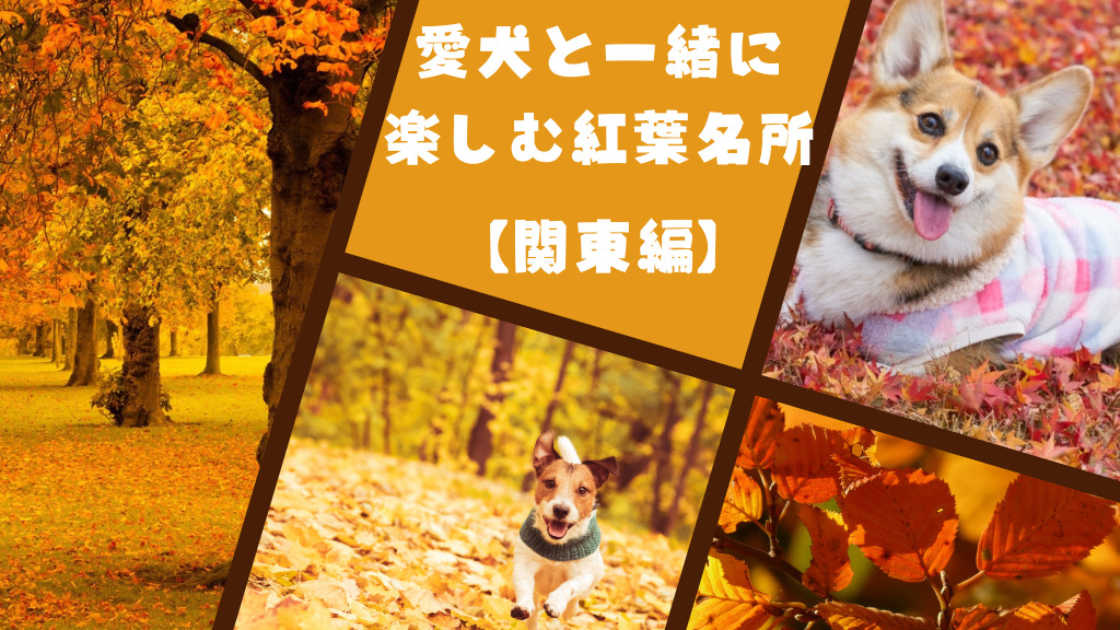 愛犬と一緒に紅葉が楽しめるお出かけスポット特集【関東版】